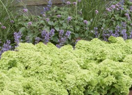 hydrangea groundbreaker (29)2